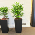 Indlæs billede i gallerivisning, Second Hand Smalbladet Ficus – Ficus Benjamina med Karakter