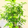 Indlæs billede i gallerivisning, Second Hand Smalbladet Ficus – Ficus Benjamina med Karakter