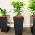 Indlæs billede i gallerivisning, Second Hand Smalbladet Ficus – Ficus Benjamina med Karakter