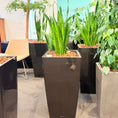 Indlæs billede i gallerivisning, Second Hand Båndplante – Sansevieria Trifasciata med Karakter