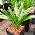 Indlæs billede i gallerivisning, Second Hand Aspidistra Variegata – Broget Støbejernsplante med Karakter