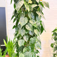 Indlæs billede i gallerivisning, Second Hand Hjertephilodendron – Philodendron Scandens med Karakter