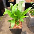 Indlæs billede i gallerivisning, Second Hand Aspidistra Variegata – Broget Støbejernsplante med Karakter