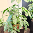 Indlæs billede i gallerivisning, Second Hand Paraplyplante – Schefflera Arboricola med Karakter