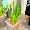 Indlæs billede i gallerivisning, Second Hand Slangeplante – Sansevieria med Karakter
