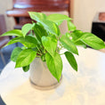 Indlæs billede i gallerivisning, Second Hand Guldranke – Epipremnum Aureum med Karakter