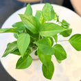 Indlæs billede i gallerivisning, Second Hand Guldranke – Epipremnum Aureum med Karakter