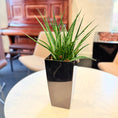 Indlæs billede i gallerivisning, Second Hand Mini Slangeplante – Sansevieria med Karakter
