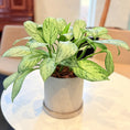 Indlæs billede i gallerivisning, Second Hand Kinesisk Stedsegrøn – Aglaonema med Karakter