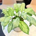 Indlæs billede i gallerivisning, Second Hand Kinesisk Stedsegrøn – Aglaonema med Karakter
