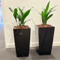 Indlæs billede i gallerivisning, Second Hand Aspidistra – Støbejernsplante med Karakter