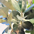 Indlæs billede i gallerivisning, Gummifigen (Ficus elastica) – 120 cm