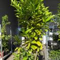 Indlæs billede i gallerivisning, Second Hand Appelsintræ – Citrus sinensis på 210 cm i Terracottakrukke