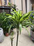 Indlæs billede i gallerivisning, Second Hand Dracaena Lemon Lime – 150 cm i Dekorativ Fletkurv