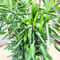 Indlæs billede i gallerivisning, Second Hand Dracaena fragrans – 150 cm i Dekorativ Fletkurv