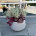 Indlæs billede i gallerivisning, Udendørs samplantning i cementkrukke