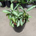 Indlæs billede i gallerivisning, Aglaonema ‘Silver Queen’ i sort plastkrukke 6 stk på lager