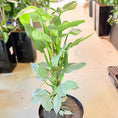 Indlæs billede i gallerivisning, Second Hand Silver Sword Philodendron – Philodendron hastatum ca. 120 cm | Genbrugsplante