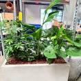 Indlæs billede i gallerivisning, Second Hand Plantekasse med Schefflera, Strelitzia og Monstera – 80x100 cm | Genbrugsplante
