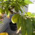 Indlæs billede i gallerivisning, Second Hand Ferskentræ med Frugter – Prunus persica 100-130 cm | Genbrugsplante