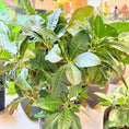 Indlæs billede i gallerivisning, Second Hand Kæmpe Kroton – Codiaeum variegatum 'Petra' ca. 160 cm | Genbrugsplante