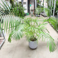 Indlæs billede i gallerivisning, Second Hand Guldpalme – Dypsis lutescens ca. 160 cm | Genbrugsplante