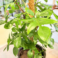 Indlæs billede i gallerivisning, Second Hand Philodendron Pedatum ca. 130 cm | Genbrugsplante