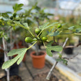 Indlæs billede i gallerivisning, UDSOLGT Bornholmsfigen – Ficus carica i potte ca. 70 cm. - m. frugter