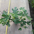 Indlæs billede i gallerivisning, UDSOLGT Bornholmsfigen – Ficus carica i potte ca. 70 cm. - m. frugter