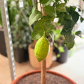 Indlæs billede i gallerivisning, Second Hand Citrontræ – Citrus limon ca. 160 cm | Genbrugsplante