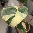 Indlæs billede i gallerivisning, Monstera ‘Thai Constellation’ 45–50 cm inkl. lerkrukke