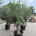 Indlæs billede i gallerivisning, Kraftig Oliventræ – ca. 250 cm | Middelhavsstemning og karakter