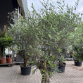 Indlæs billede i gallerivisning, Stort oliventræ – ca. 250 cm | Unik middelhavsstemning