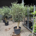 Indlæs billede i gallerivisning, UDSOLGT Oliventræ i sort plastkrukke – ca. 250 cm | Unik middelhavsstemning