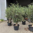 Indlæs billede i gallerivisning, UDSOLGT Oliventræ i plastkrukke – 250 cm højt | Eksklusivt og karakterfuldt