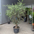 Indlæs billede i gallerivisning, UDSOLGT Oliventræ i plastkrukke – 250 cm højt | Originalt og frodigt unikum