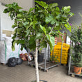 Indlæs billede i gallerivisning, Figntræ i sort plastkrukke – 260 cm højt med frugter