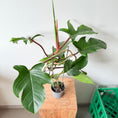 Indlæs billede i gallerivisning, Philodendron Squamiferum – Sjælden Klatreplante med Hårede Stængler i Ø13 cm Potte