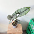 Indlæs billede i gallerivisning, Alocasia Platinum ø12 cm - ‘Silver Dragon’ – Elefantøre.