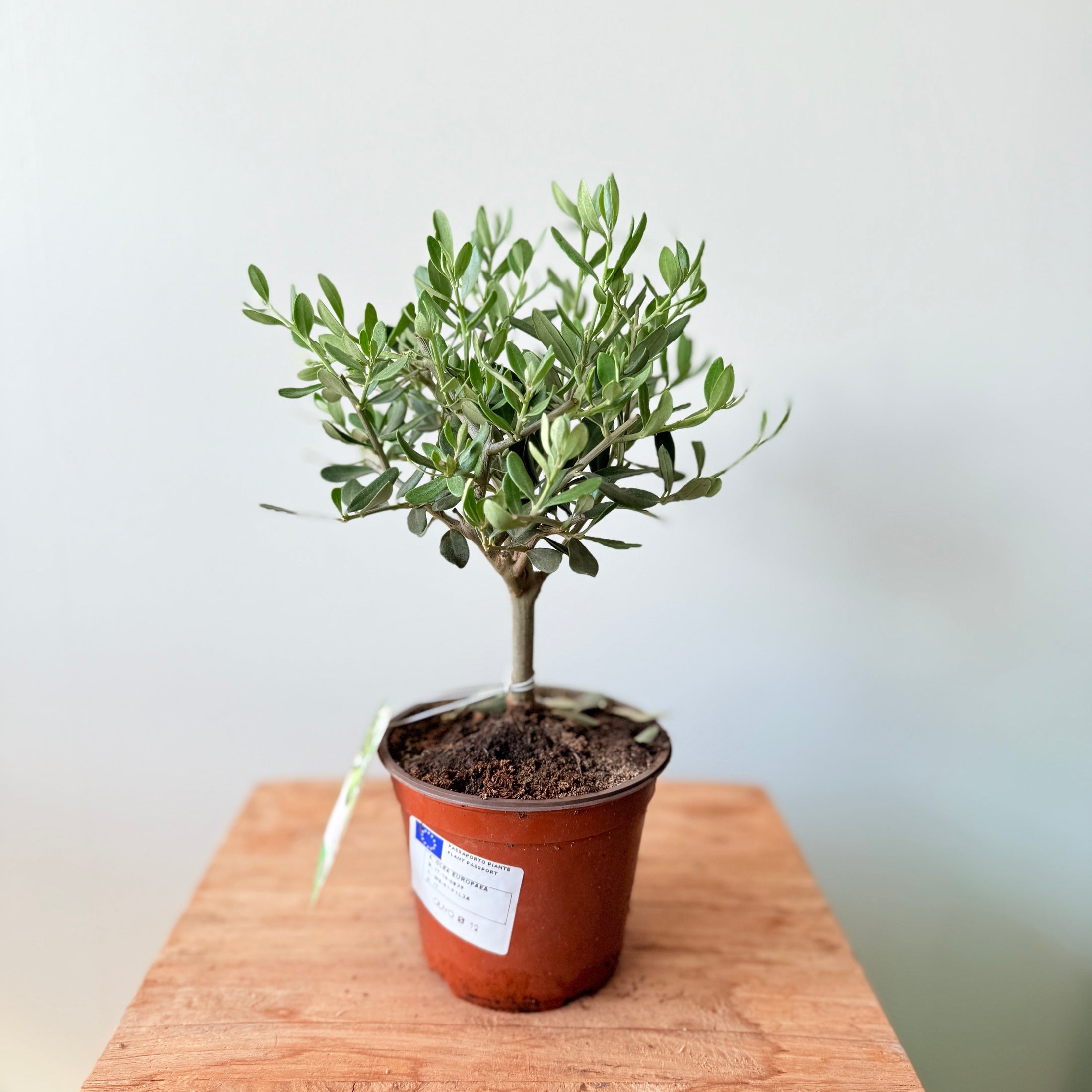 Mini Oliventræ – 30 cm højt - Olea europaea