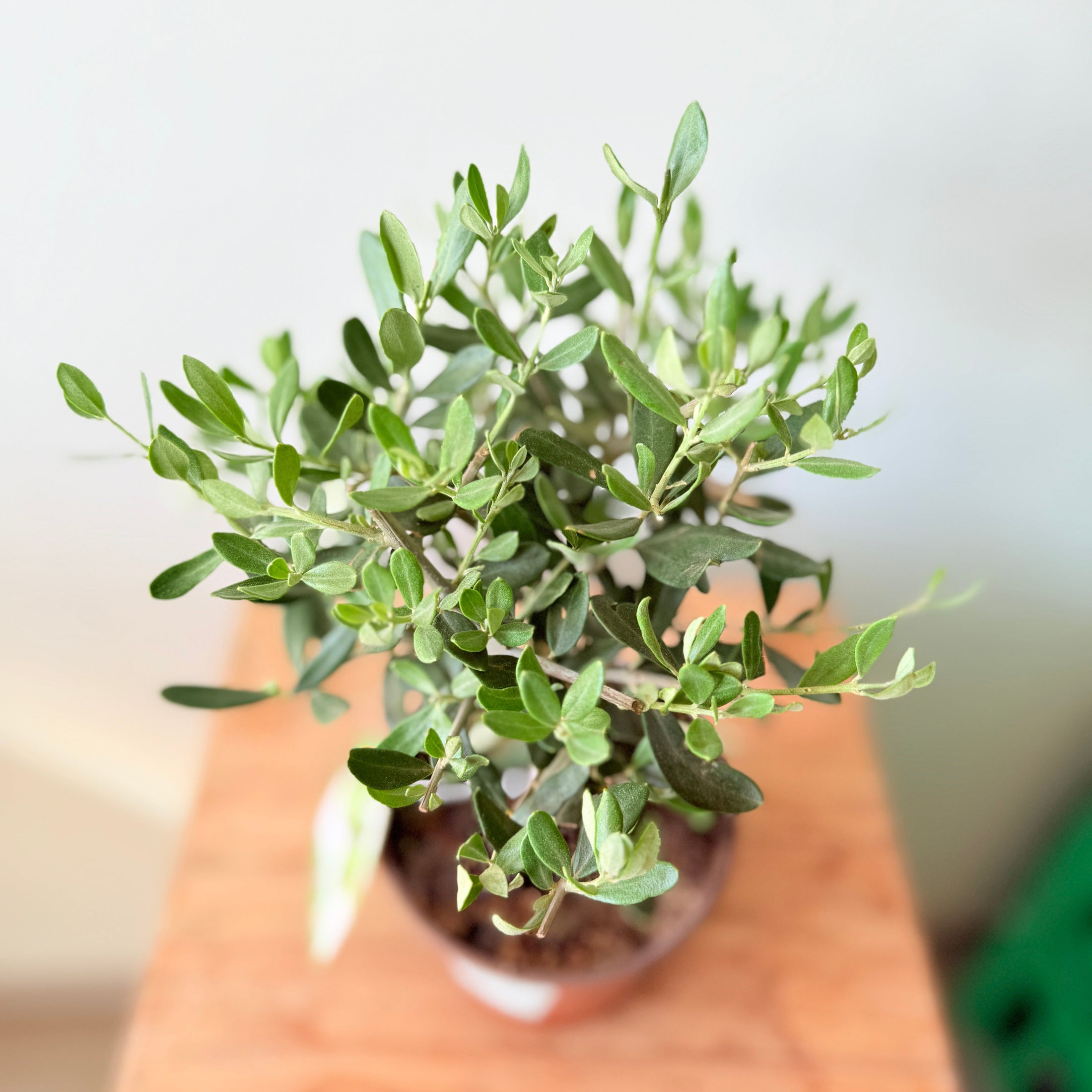 Mini Oliventræ – 30 cm højt - Olea europaea