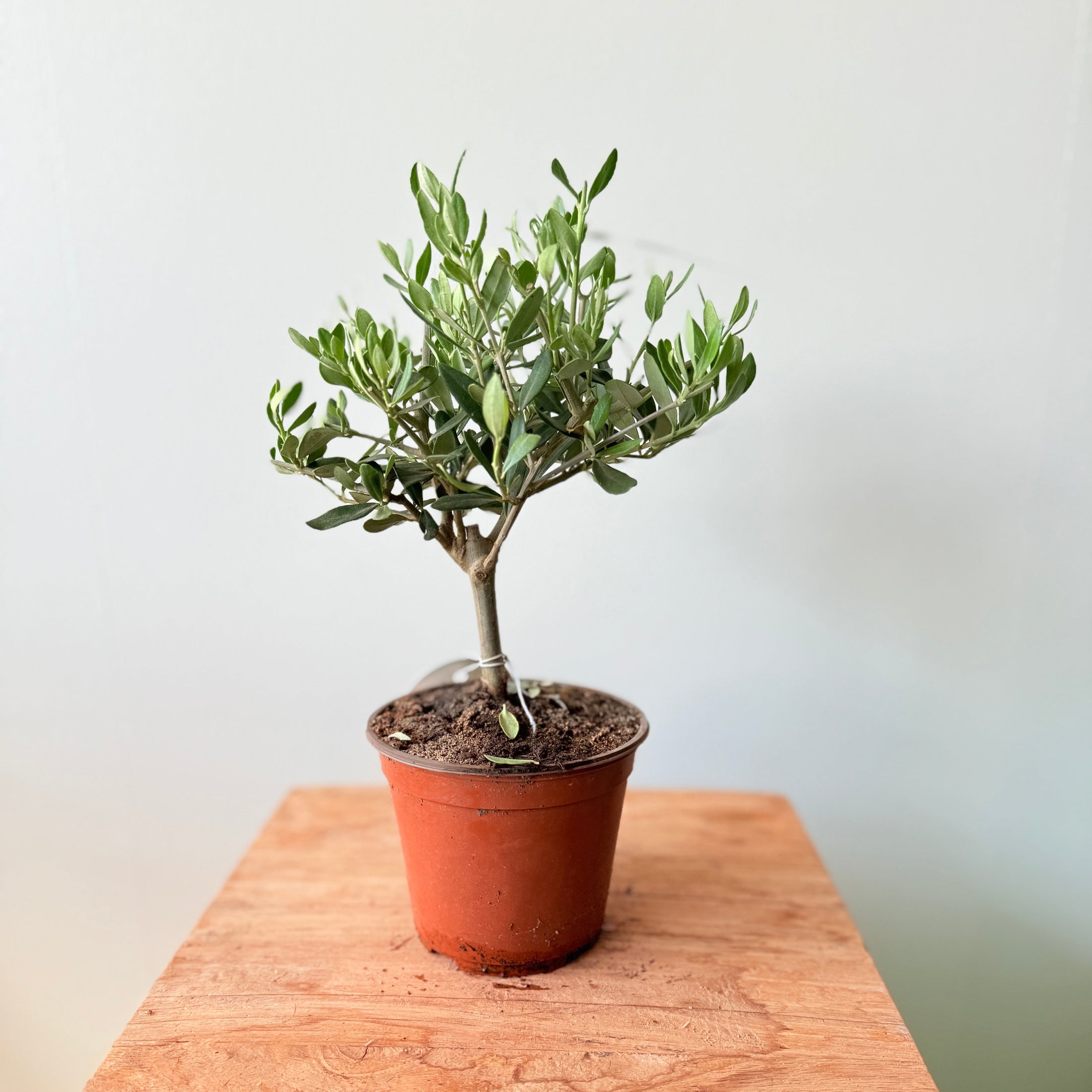 Mini Oliventræ – 30 cm højt - Olea europaea