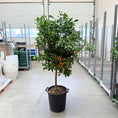 Indlæs billede i gallerivisning, 1 stk. Calamondin appelsintræ – 150 cm højt