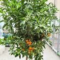 Indlæs billede i gallerivisning, 1 stk. Calamondin appelsintræ – 150 cm højt