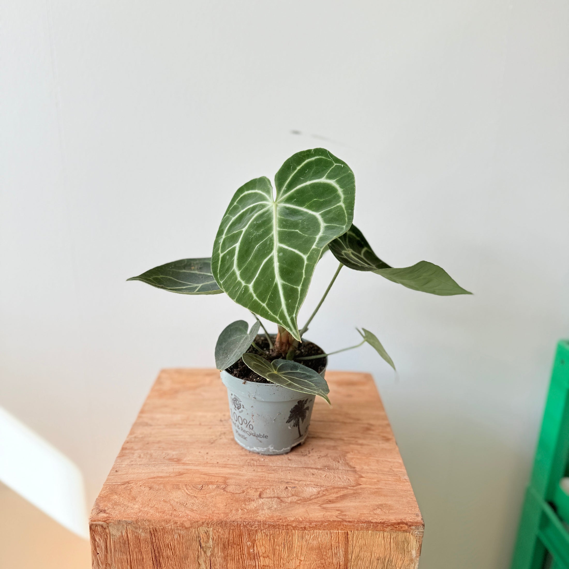 Anthurium Clarinervium (Fløjls-Anthurium) – 30 cm høj UDSOLGT