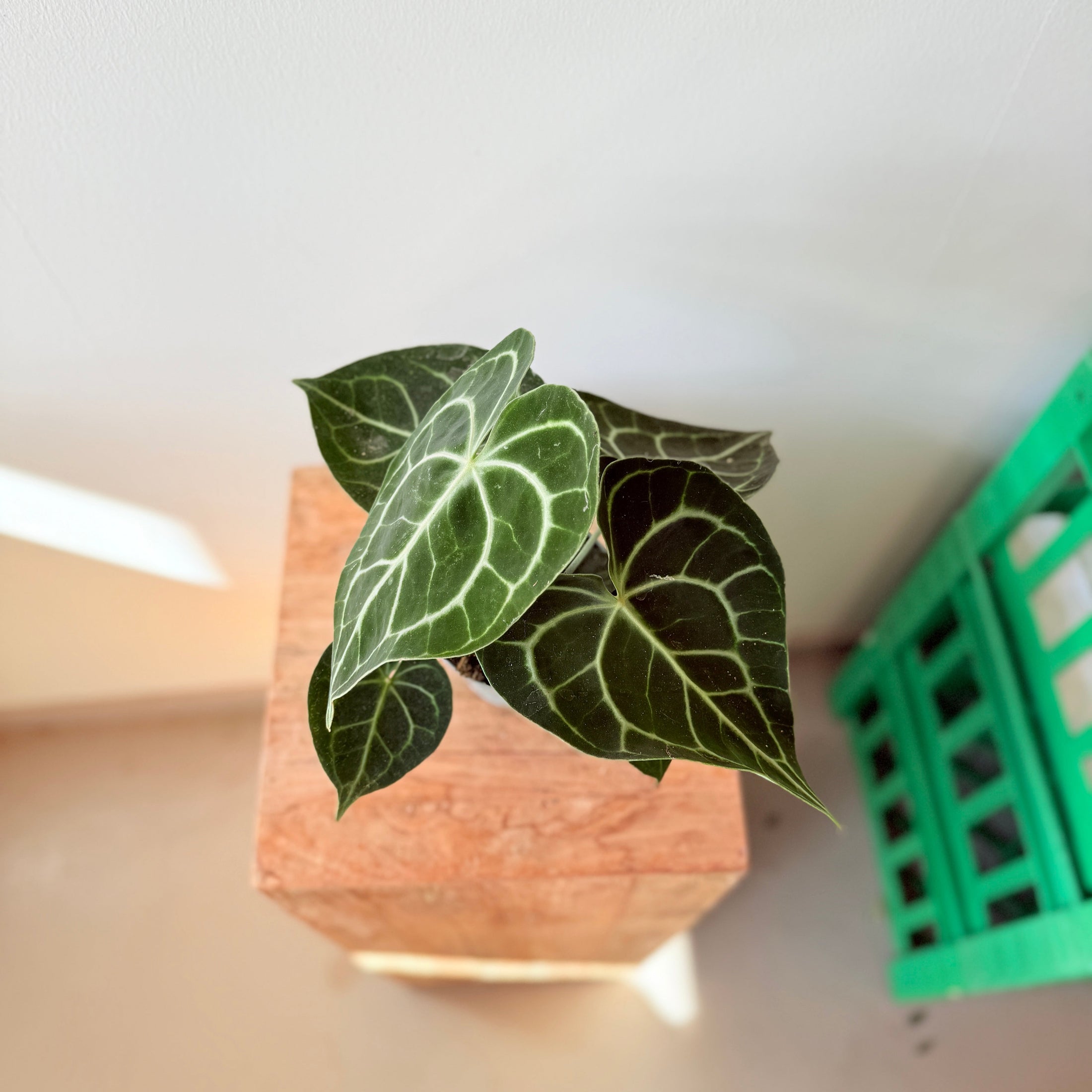 Anthurium Clarinervium (Fløjls-Anthurium) – 30 cm høj UDSOLGT