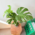 Indlæs billede i gallerivisning, Monstera Deliciosa Variegata – 50 cm høj (Broget Fingerphilodendron)