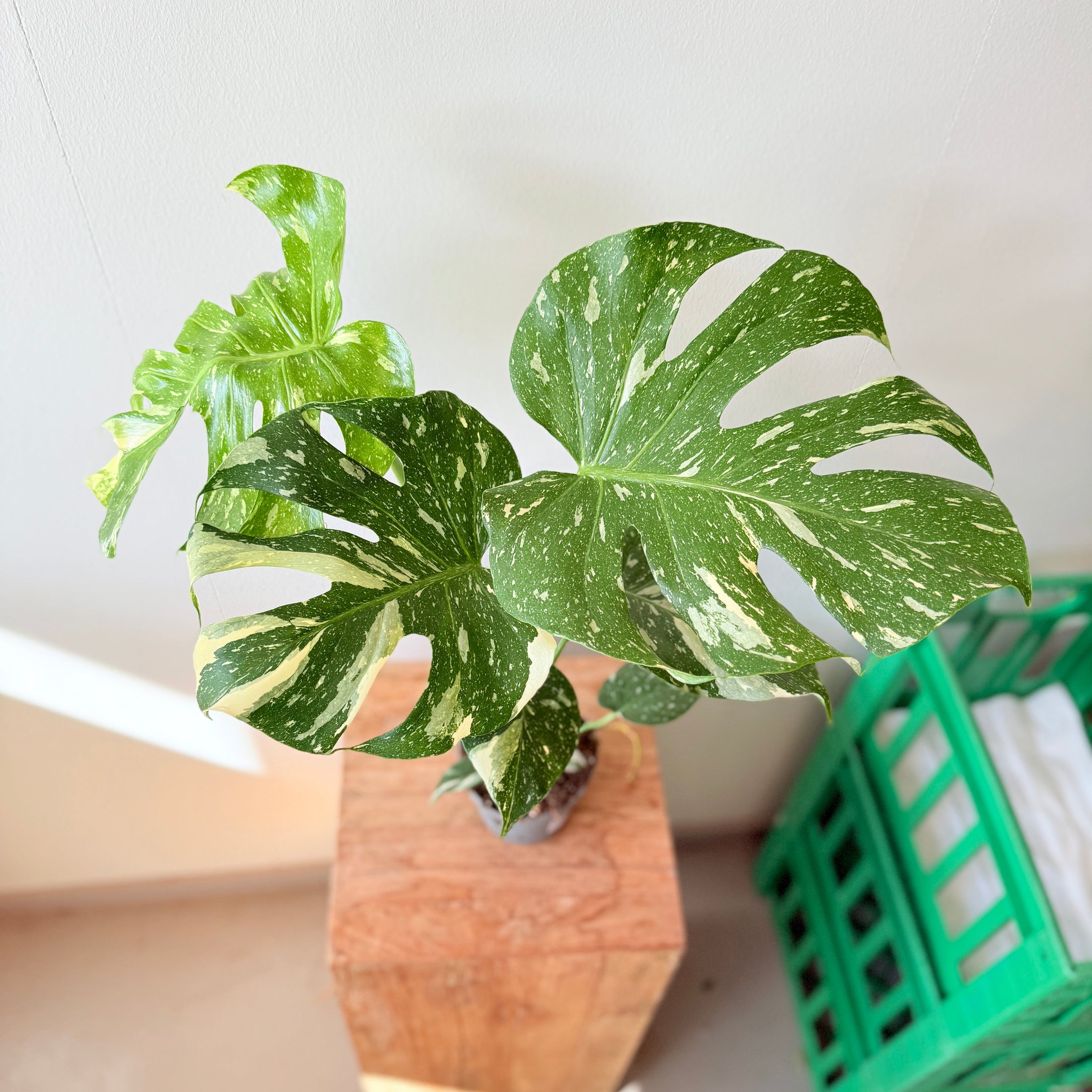 Monstera Deliciosa Variegata – 50 cm høj (Broget Fingerphilodendron)