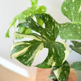 Indlæs billede i gallerivisning, Monstera Deliciosa Variegata – 50 cm høj (Broget Fingerphilodendron)