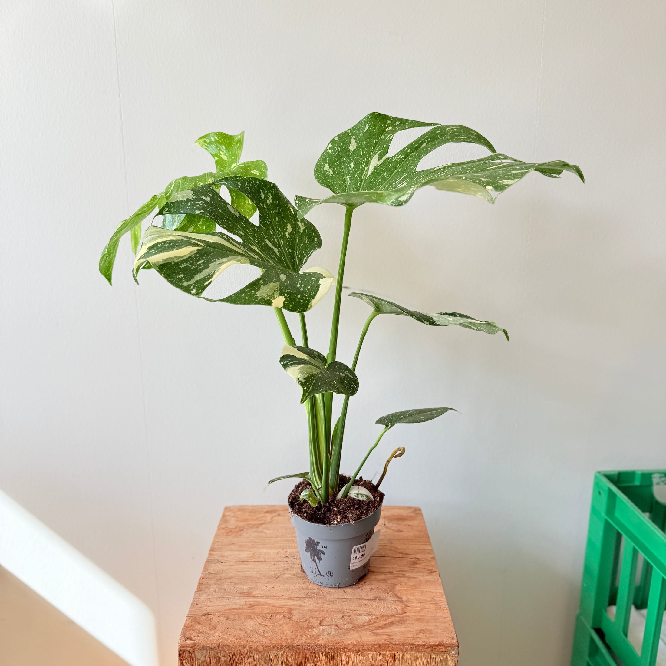 Monstera Deliciosa Variegata – 50 cm høj (Broget Fingerphilodendron)